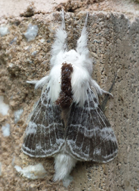 Small Tolype